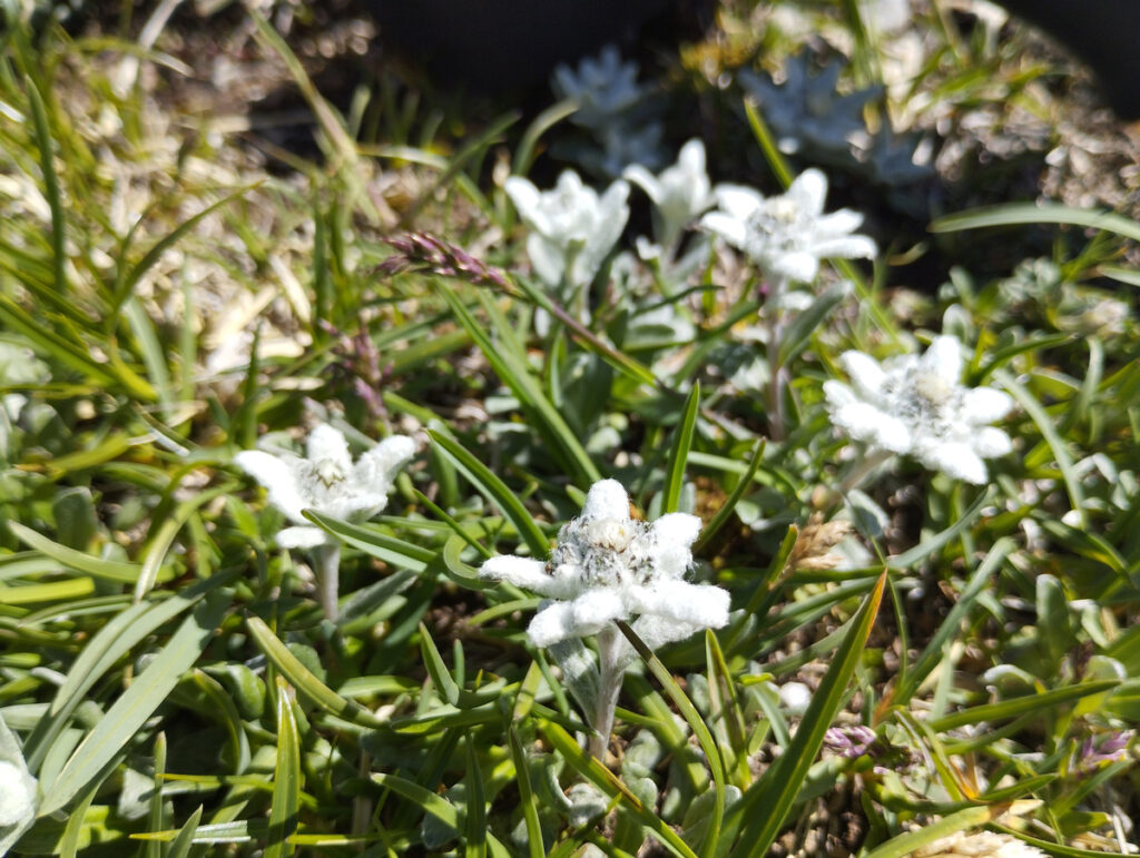 Flor de neu (Leontopodium alpinum) 